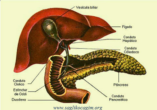 Pankreas İltihabı Belirtileri ve Tedavisi